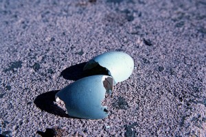 Broken Robin's Egg 5-20-09 1 by stevendepolo